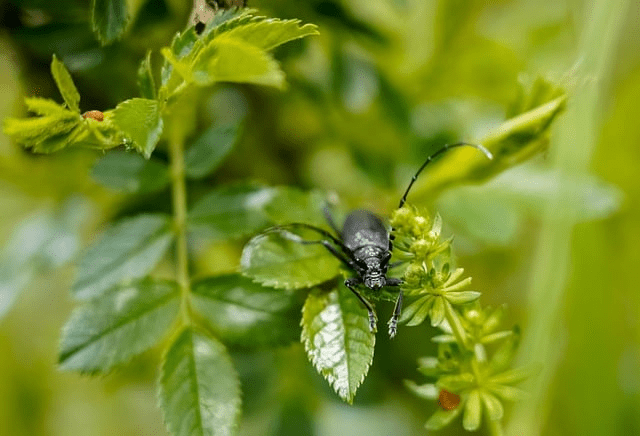 Les méthodes écologiques pour contrôler les nuisibles dans votre&nbsp;jardin.