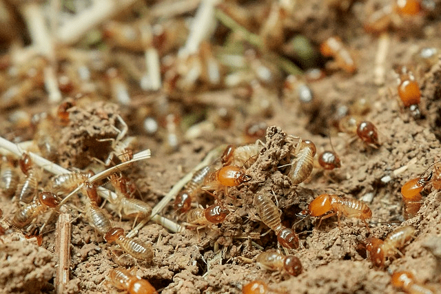 Les risques des termites pour votre maison et comment les&nbsp;éradiquer.